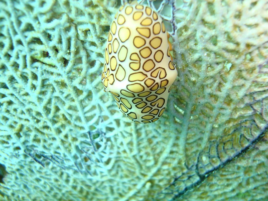 Rancho Sakol Otel Puerto Morelos Dış mekan fotoğraf